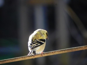 American Goldfinch