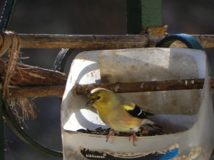 American Goldfinch