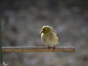 American Goldfinch