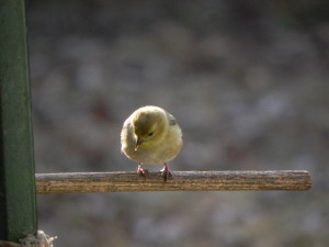 American Goldfinch