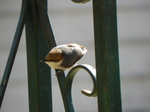 Brown-Headed Nuthatch