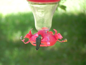 Female Ruby-Throated Hummingbird