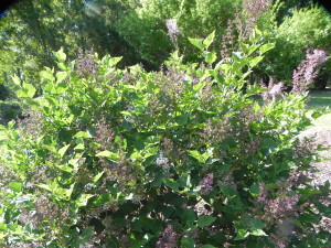 Manchurian Lilac