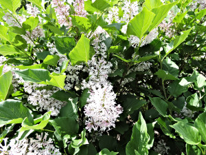 Flower of Manchurian Lilac