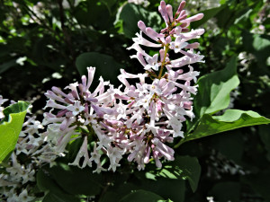 Flower of Manchurian Lilac