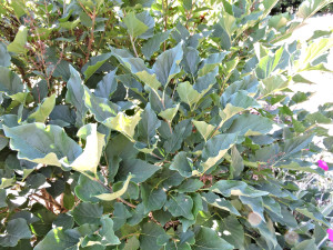 Foliage of Manchurian Lilac
