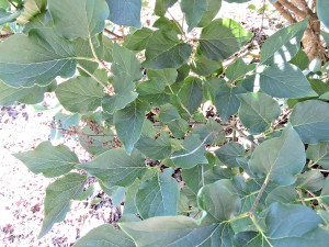 Foliage of Manchurian Lilac