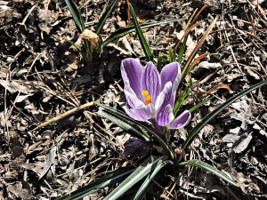 Flower of Crocus Vernus