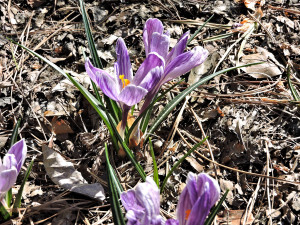 Dutch Crocus
