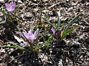 Crocus Vernus