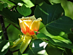 Flower of Tulip Tree